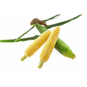 大特価！】野菜の種/種子 おおもの・とうもろこし・スイートコーン