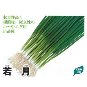 たね 武蔵野種苗園 ネギ 元蔵(もとくら) コート 1万粒 : 種苗・園芸