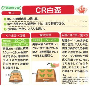 CR白盃 20ml かぶ カブ 蕪 武蔵野交配...の詳細画像1