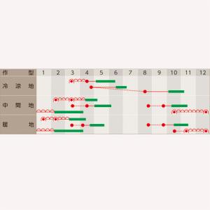 CR白盃 20ml かぶ カブ 蕪 武蔵野交配...の詳細画像2
