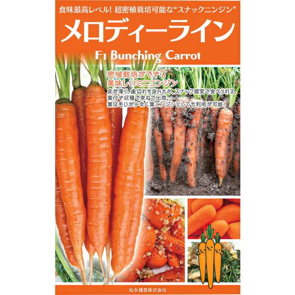 メロディーライン　コート1万粒 ニンジン にんじん 人参 一代交配　【松永種苗 種 たね タネ】【通...