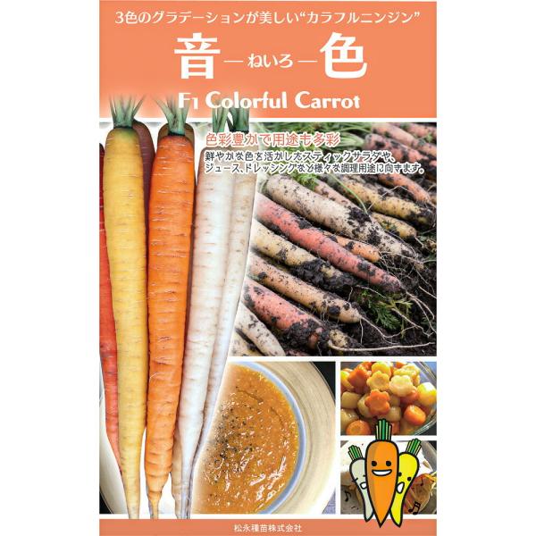 音色 コート1万粒 ニンジン にんじん 人参 一代交配　【松永種苗 種 たね タネ】【通常5倍 5の...