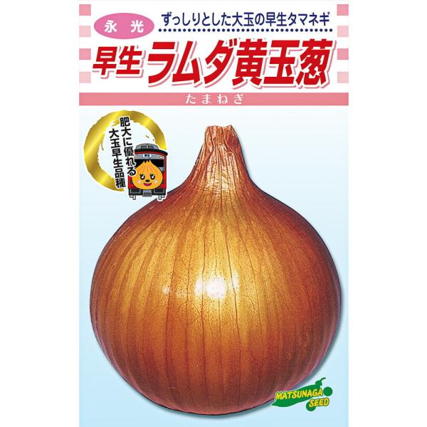 永光 ラムダ黄　2dl詰 玉ねぎ たまねぎ 玉葱 タマネギ【松永種苗 種 たね タネ】【通常5倍 5...