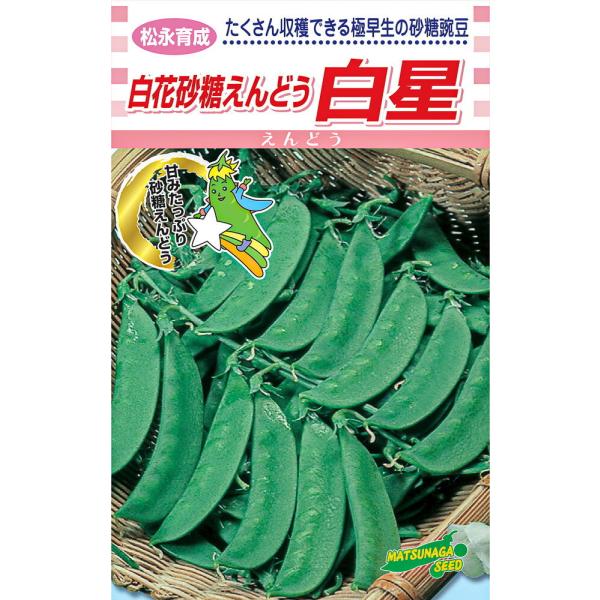 松永育成　　白花砂糖白星　1L詰 さやえんどう サヤエンドウ 莢豌豆【松永種苗 種 たね タネ】【通...