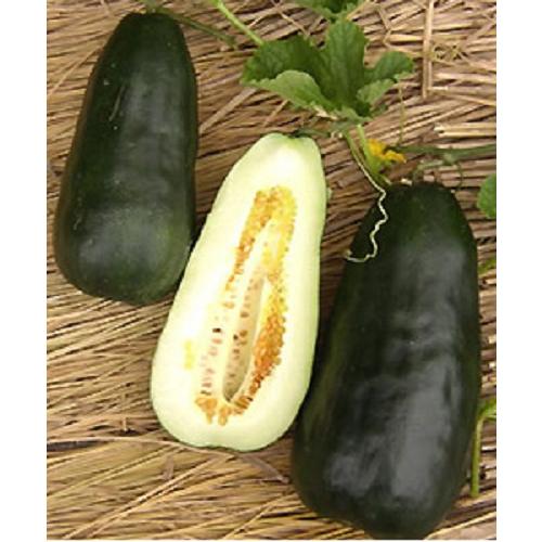 くろうり 漬用 500粒 【松永種苗 種 たね タネ】【通常5倍 5のつく日はポイント10倍】