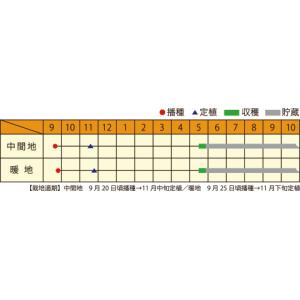 ロゼたま 20ml 玉ねぎ たまねぎ 玉葱 タ...の詳細画像1