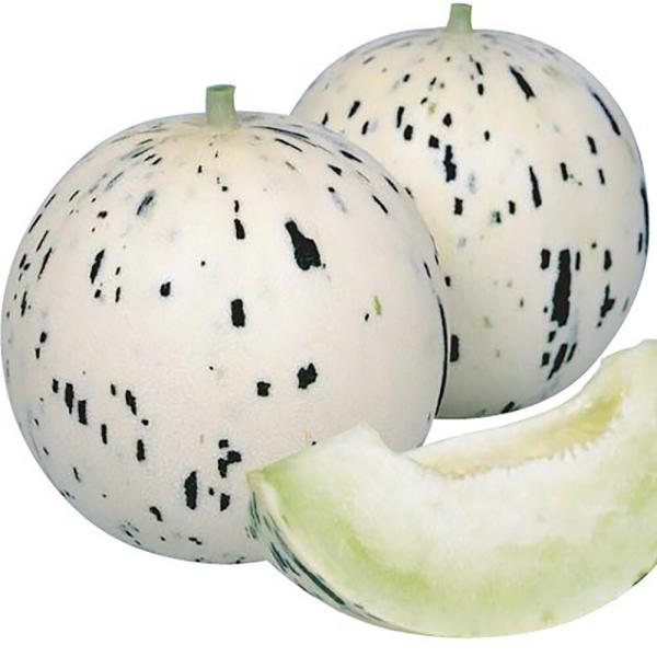 月しずく 100粒詰 めろん メロン 舐瓜 宇治交配  【丸種 種 たね タネ】【【通常5倍 5のつ...