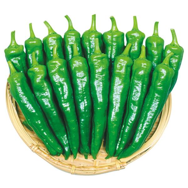 松の舞 200粒詰 唐辛子 とうがらし トウガラシ 宇治交配  【丸種 種 たね タネ】【【通常5倍...