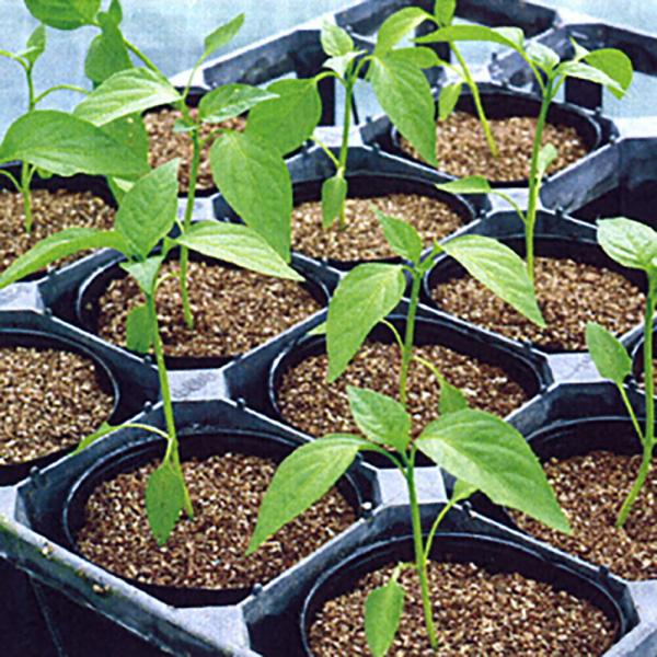 l4台パワー(新発売) 100粒詰 台木 ダイギ だいぎ 一代交配　【丸種 種 たね タネ】【【通常...