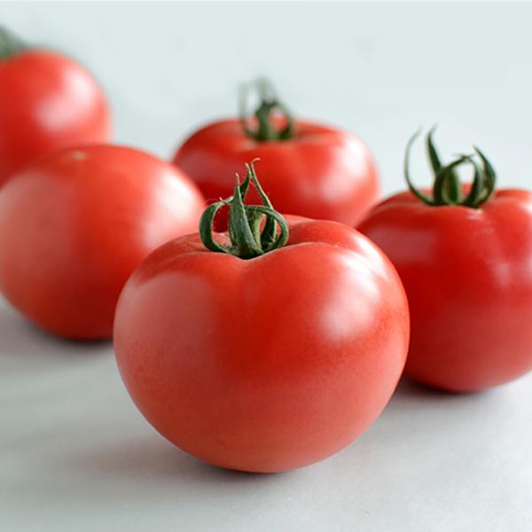 TYアルバ 100粒詰 トマト とまと 蕃茄 宇治交配  【丸種 種 たね タネ】【【通常5倍 5の...