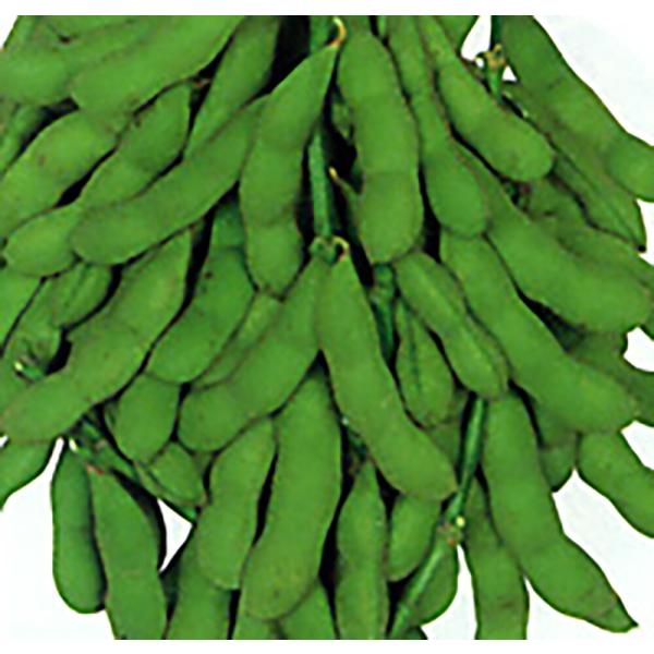 京の夏 1L詰 枝豆 えだまめ エダマメ【丸種 種 たね タネ】【【通常5倍 5のつく日はポイント1...