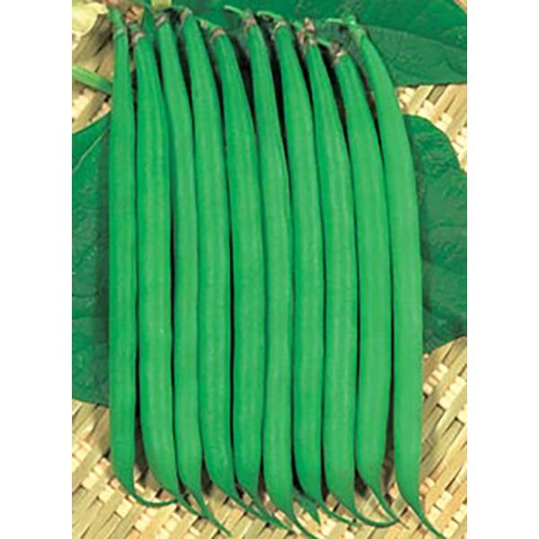 丸莢フレーバー10 1L 鞘隠元 サヤインゲン さやいんげん【丸種 種 たね タネ】【【通常5倍 5...