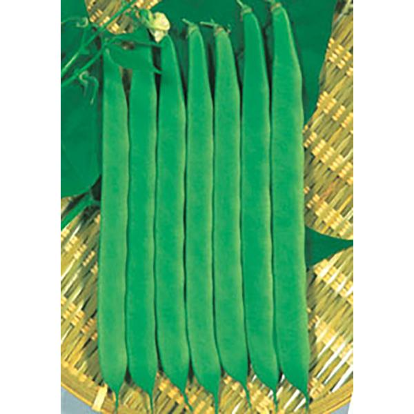 平莢ロングバイカル 1L 鞘隠元 サヤインゲン さやいんげん【丸種 種 たね タネ】【【通常5倍 5...