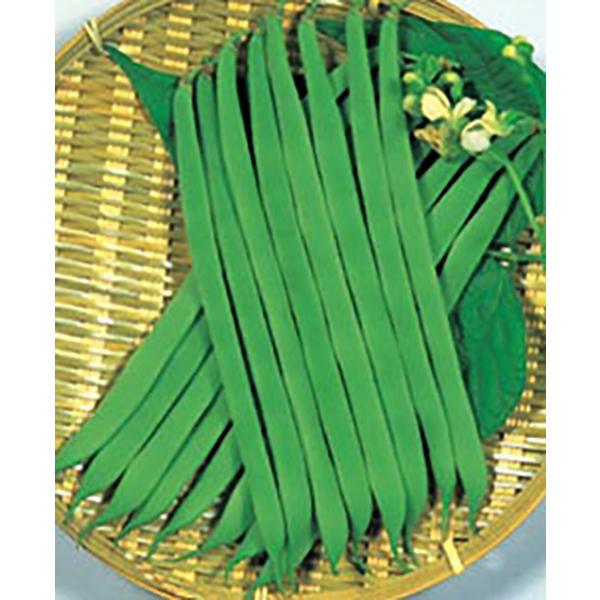 平莢キングマーケット 1l詰 鞘隠元 サヤインゲン さやいんげん【丸種 種 たね タネ】【【通常5倍...