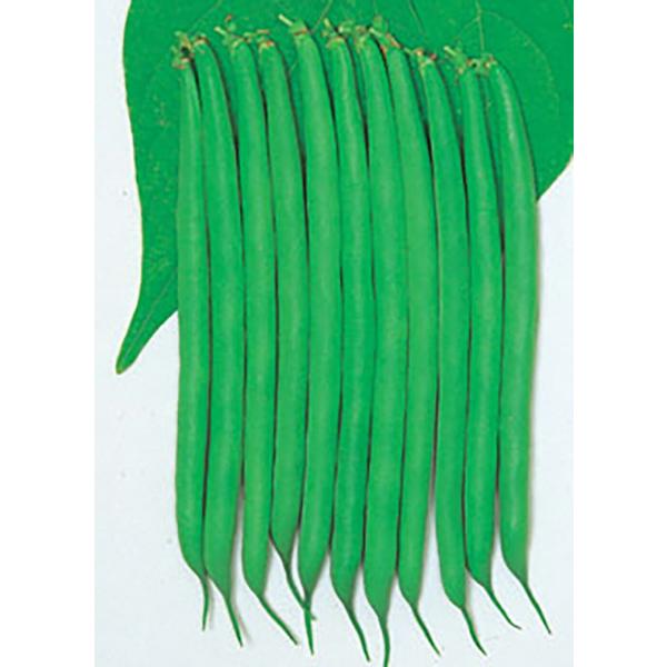 丸莢リアル 1l詰 鞘隠元 サヤインゲン さやいんげん【丸種 種 たね タネ】【【通常5倍 5のつく...