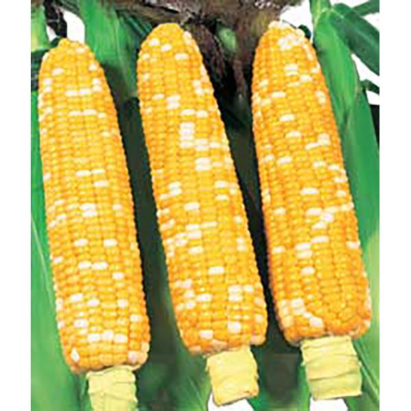 シュガースコール(バイカラーコーン) 2000粒(袋) スイートコーン 一代交配　【丸種 種 たね ...