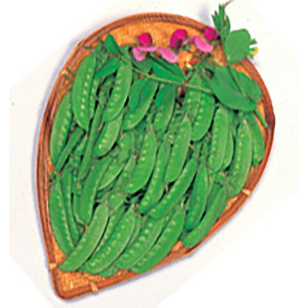 笹みどり 1L詰 さやえんどう サヤエンドウ 莢豌豆【丸種 種 たね タネ】【【通常5倍 5のつく日...