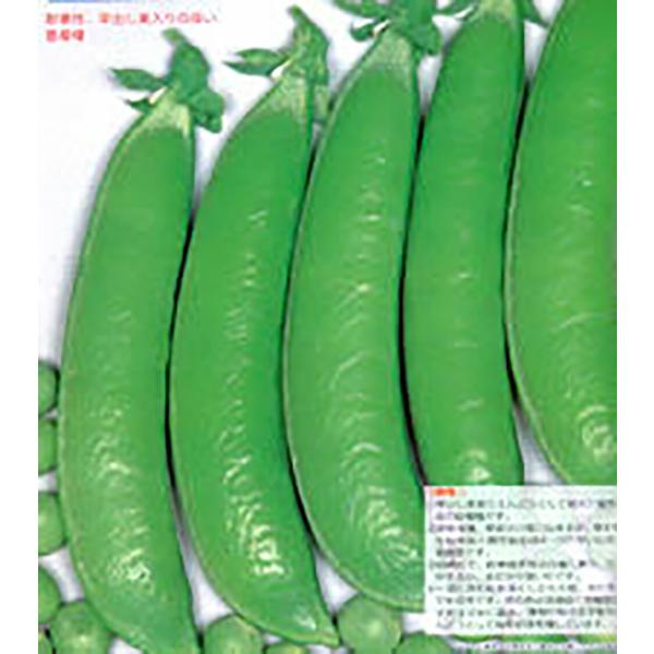 金賞 万竜 1L詰 さやえんどう サヤエンドウ 莢豌豆【丸種 種 たね タネ】【【通常5倍 5のつく...