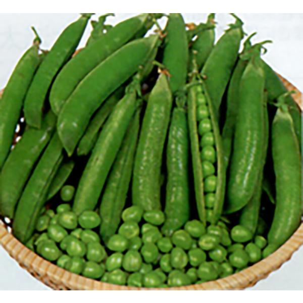 金賞 タイニーピース 1L詰 さやえんどう サヤエンドウ 莢豌豆【丸種 種 たね タネ】【【通常5倍...