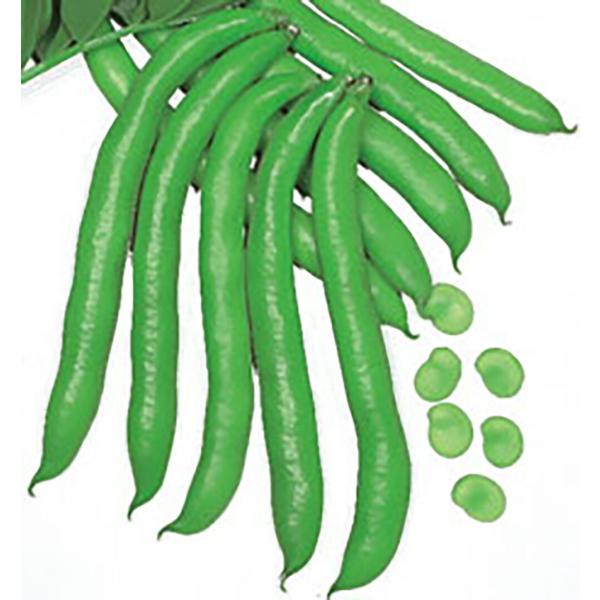 城陽長莢 1L詰 さやえんどう サヤエンドウ 莢豌豆【丸種 種 たね タネ】【【通常5倍 5のつく日...