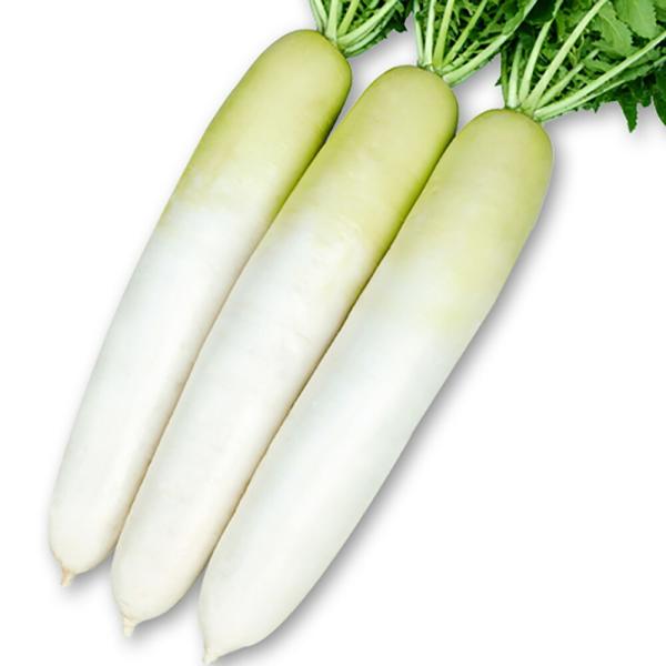 春かなで コート5000粒 大根 ダイコン だいこん 宇治交配  【丸種 種 たね タネ】【【通常5...