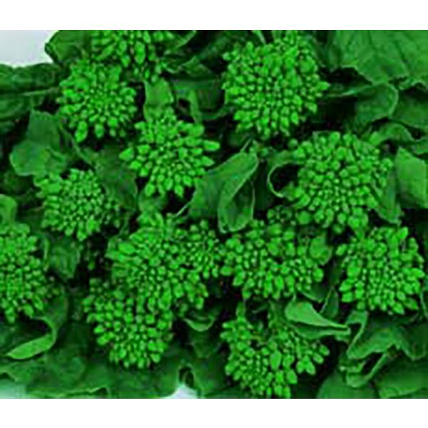 CR花かんざし 20ml詰 菜花 ナバナ なばな 宇治交配  【丸種 種 たね タネ】【【通常5倍 ...