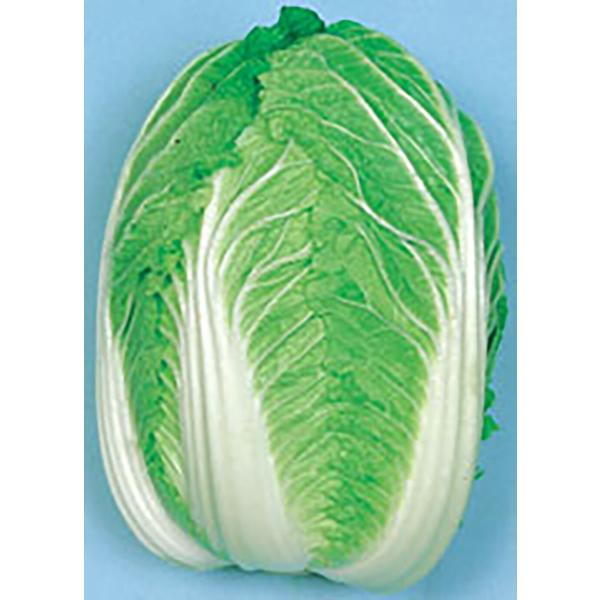 CR京たから80 20ml詰 白菜 ハクサイ はくさい 宇治交配  【丸種 種 たね タネ】【【通常...