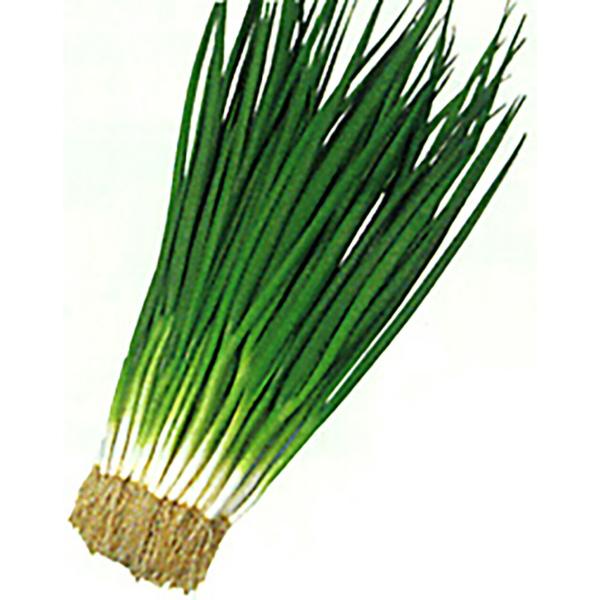 金賞 九条太 1dl詰 葱 ネギ ねぎ【丸種 種 たね タネ】【通常5倍 5のつく日はポイント10倍...