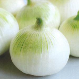 タマネギの種 浜笑（はまえみ） ペレット5千粒（2L） ( 野菜の種