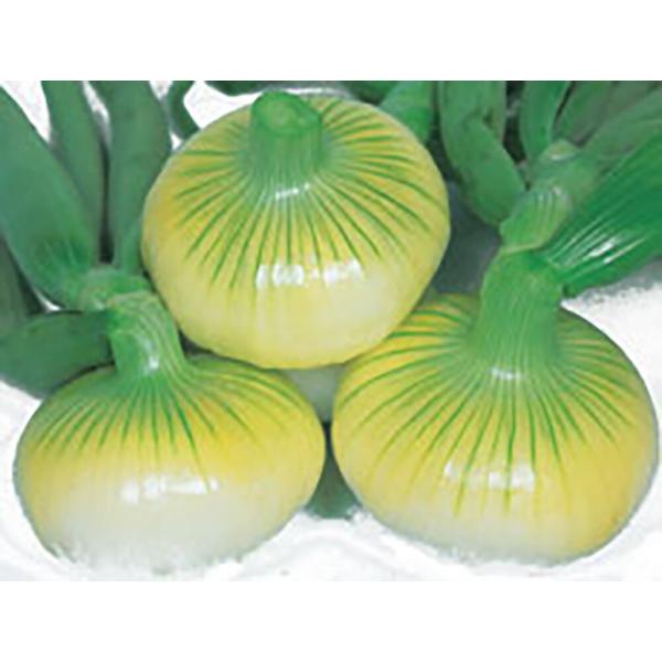 金賞 春陽黄 20ml詰  玉ねぎ たまねぎ 玉葱 タマネギ【丸種 種 たね タネ】【【通常5倍 5...
