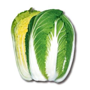 すて黄80 20ml 白菜 ハクサイ はくさい 宇治交配  【丸種 種 たね タネ】【通常5倍 5の...