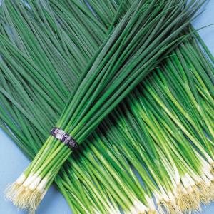 トキタ種苗 ネギ 葱 ねぎ 冬月の雫 コート5000粒 : 種苗・園芸ショップ