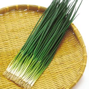 12月12日(金)が今期最終発送】玉ねぎ 苗 100本＼10月末から発送／(中生