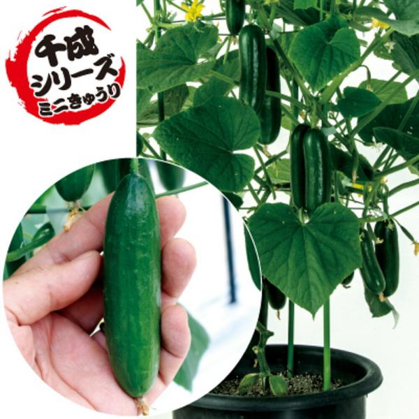 ミニミニ千成（ミニ胡瓜） 500粒 胡瓜 キュウリ きゅうり  F1 中原採種場 【中原採種場 種 ...