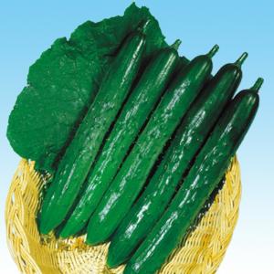 おはよう ブロッコリー種子 5000粒 【野菜種子】 【サカタのタネ