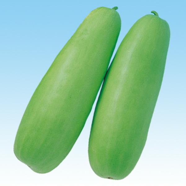 かすが白瓜 100粒 瓜類 ウリ類 うり類  F1 中原採種場 【中原採種場 種 たね タネ 】【通...