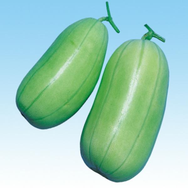 はかた越瓜 20ml（約500粒） 瓜類 ウリ類 うり類  中原採種場 【中原採種場 種 たね タネ...