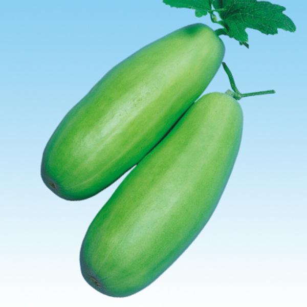 久留米白瓜 1dl 瓜類 ウリ類 うり類  中原採種場 【中原採種場 種 たね タネ 】【通常5倍 ...