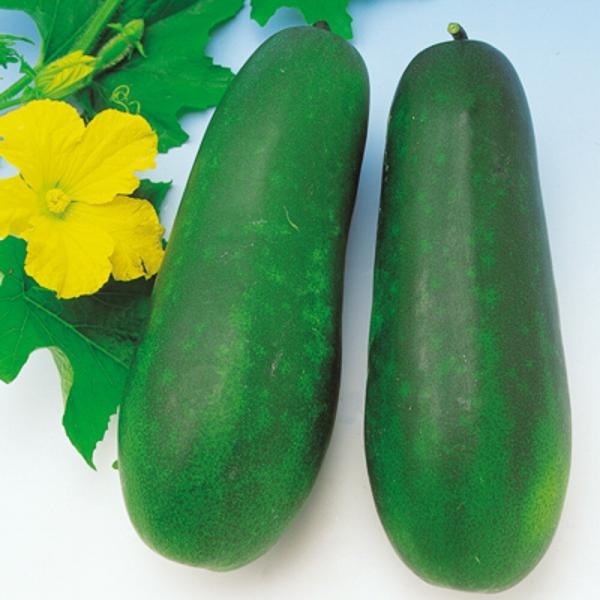 沖縄小型冬瓜 500粒 冬瓜 トウガン とうがん  中原採種場 【中原採種場 種 たね タネ 】【通...