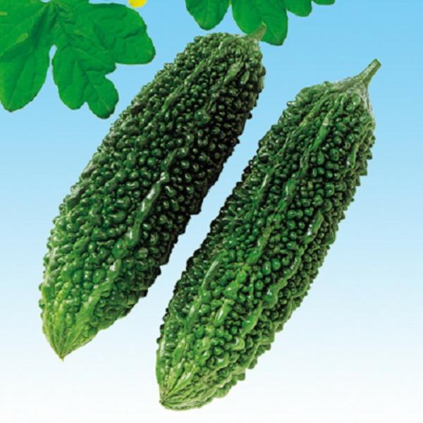 節成ゴーヤ230 500粒 苦瓜 ゴーヤ ごーや ニガウリ にがうり  F1 中原採種場 【中原採種...