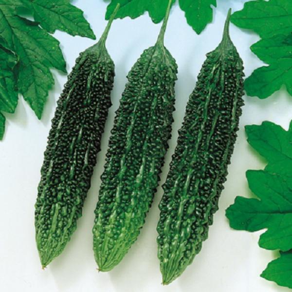 節成ゴーヤ280 500粒 苦瓜 ゴーヤ ごーや ニガウリ にがうり  F1 中原採種場 【中原採種...