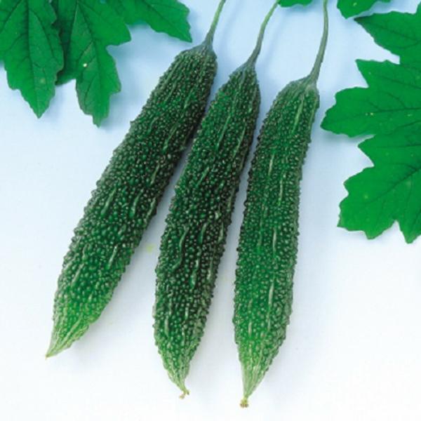 節成ゴーヤ300 100粒 苦瓜 ゴーヤ ごーや ニガウリ にがうり  F1 中原採種場 【中原採種...