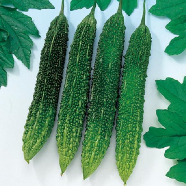 節成ゴーヤ320 100粒 苦瓜 ゴーヤ ごーや ニガウリ にがうり  F1 中原採種場 【中原採種...