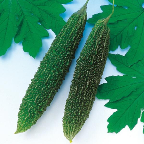 沖縄長れいし 2dl 苦瓜 ゴーヤ ごーや ニガウリ にがうり  中原採種場 【中原採種場 種 たね...