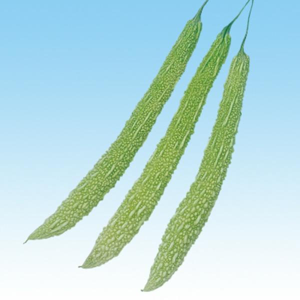 白大長れいし 2dl 苦瓜 ゴーヤ ごーや ニガウリ にがうり  中原採種場 【中原採種場 種 たね...