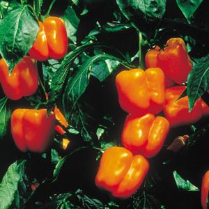 SK9-099 ブロッコリー種子 2000粒 【野菜種子】【サカタのタネ