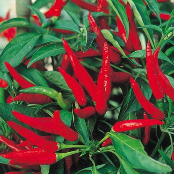 やまと紅M型 1000粒 唐辛子 とうがらし トウガラシ  F1 中原採種場 【中原採種場 種 たね...