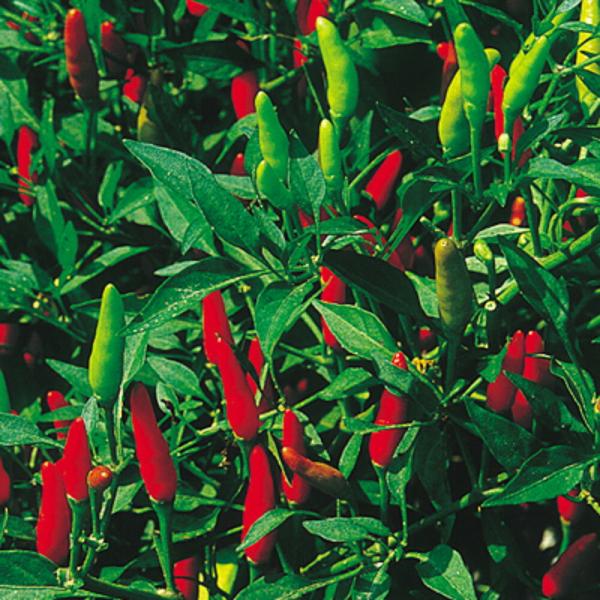 姫とうがらし 1000粒 唐辛子 とうがらし トウガラシ  中原採種場 【中原採種場 種 たね タネ...