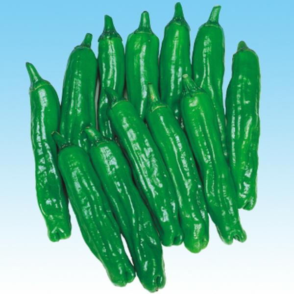 豊産ししとう 1000粒 唐辛子 とうがらし トウガラシ  中原採種場 【中原採種場 種 たね タネ...