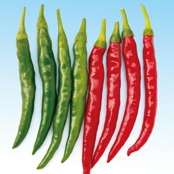 大長とうがらし 1000粒 唐辛子 とうがらし トウガラシ  中原採種場 【中原採種場 種 たね タ...